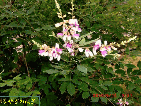初夏の花々　　　　　　　　　　　　　　　　　　　　　　　　　　渡辺　浩_b0012636_1319455.gif
