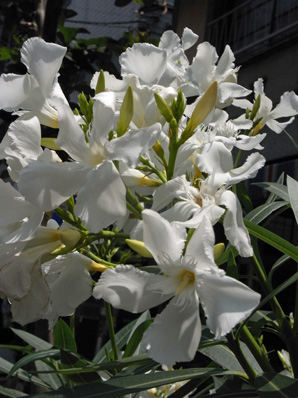 道端のキョウチクトウ oleander_f0206939_2251756.jpg