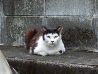 そと猫のお友だち 松田翔太くん編。_a0143140_23303912.jpg