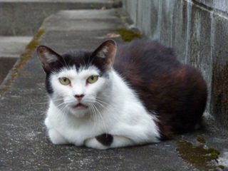 そと猫のお友だち 松田翔太くん編。_a0143140_2332582.jpg