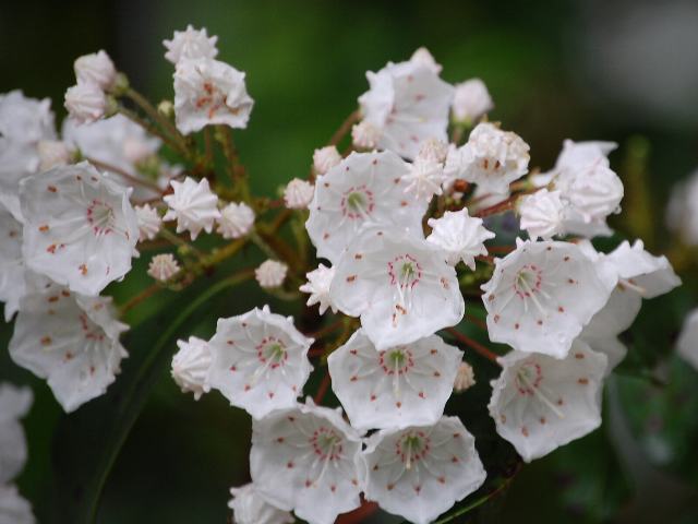 カルミア ポピュラーな花