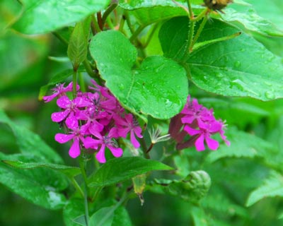 e0035757_22152277.jpg