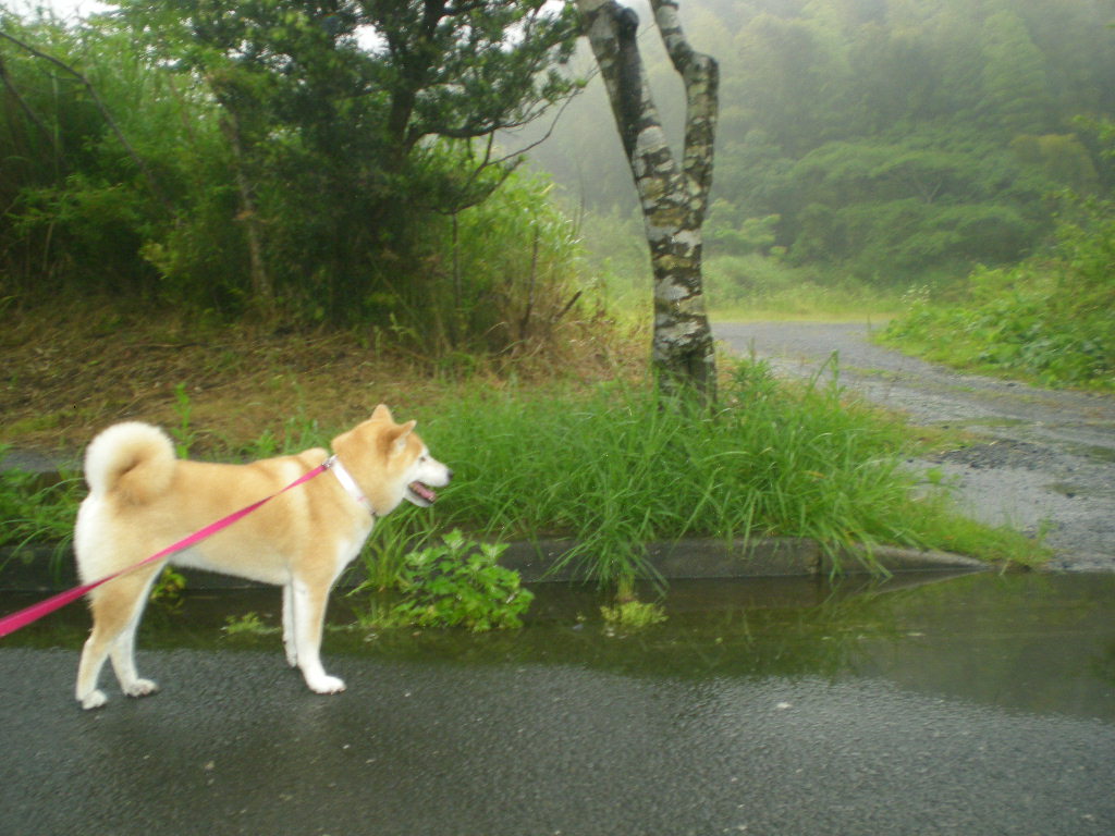 2010年6月16日(水)朝から梅雨日和?_f0060461_11353649.jpg