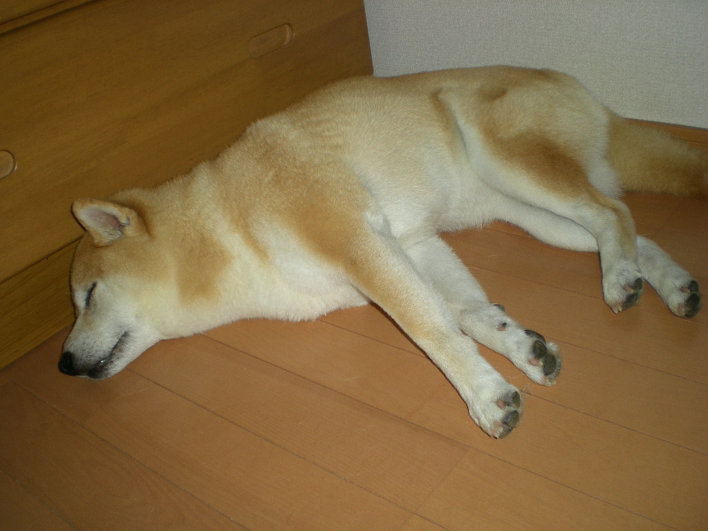 2010年6月16日(水)朝から梅雨日和?_f0060461_1135856.jpg