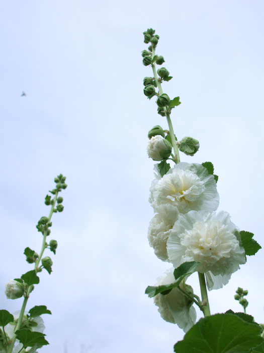 立葵、またの名を梅雨葵_a0120065_20462694.jpg