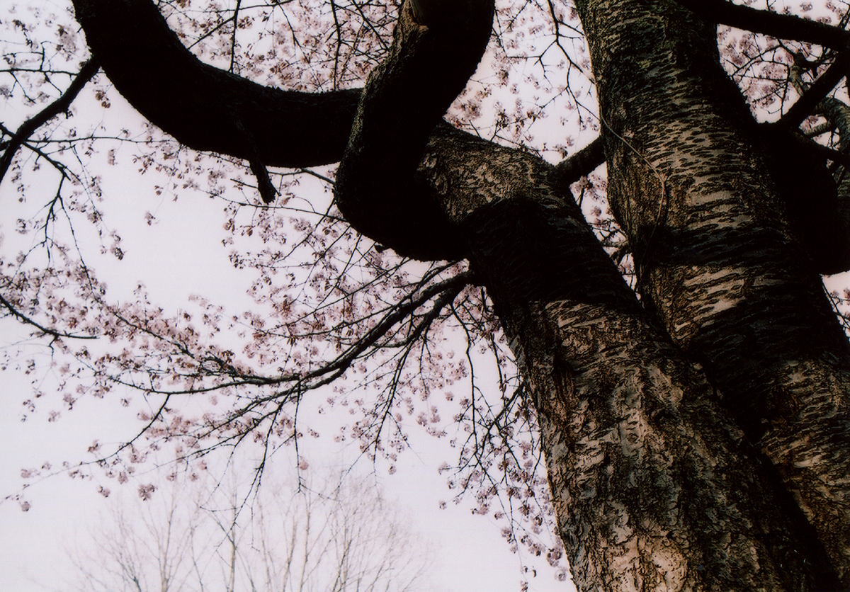 *SAKURA2010*～錦沢遊園地　幸せの青い鳥みつけた～ _d0140869_19343491.jpg