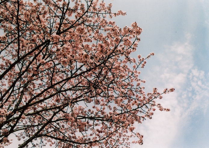 *SAKURA2010*～錦沢遊園地　幸せの青い鳥みつけた～ _d0140869_21292349.jpg