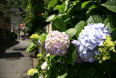 あじさいの季節です。_c0072971_22574688.jpg