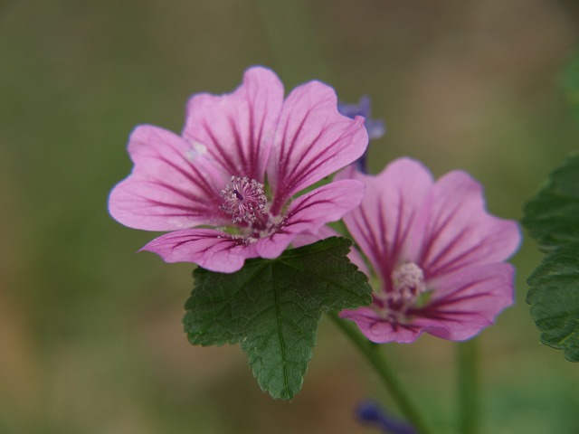 ゼニアオイ 銭葵 の花 自然風の自然風だより ゼニアオイ 銭葵 の花 自然風の自然風だより