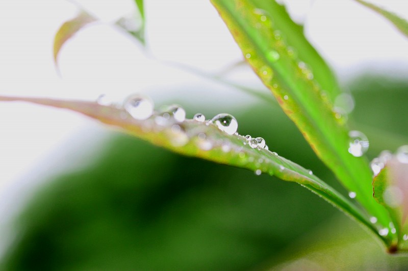 雨の日_f0031978_15301822.jpg