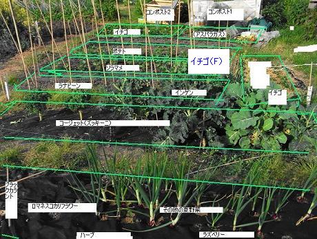 頭が痛いよ、クロップ・ローテーション_c0169179_7153098.jpg