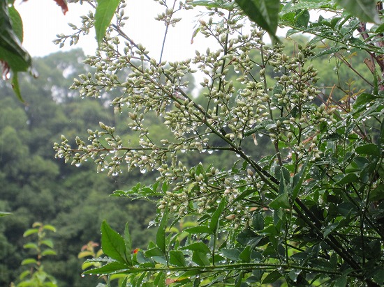 b0182884_0513712.jpg