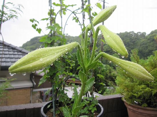 雨に潤う花　６・１５_b0182884_0534981.jpg