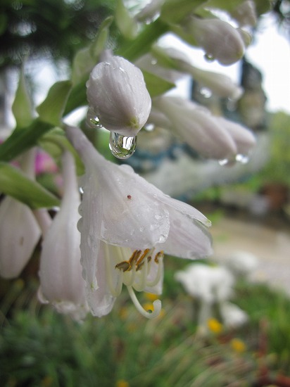 雨に潤う花　６・１５_b0182884_0544850.jpg