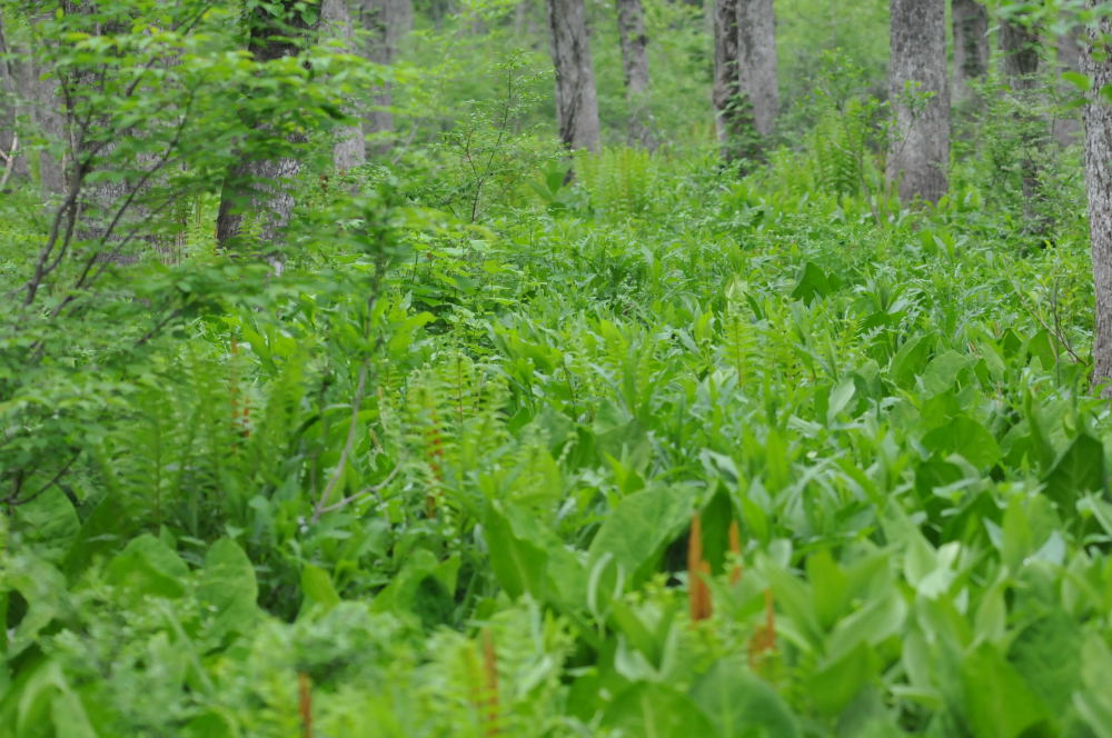 f0202686_20403119.jpg