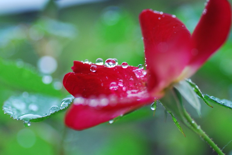 梅雨らしく_c0132387_10107.jpg