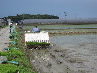 田植え手伝い（千寿の楽しい日々）_a0137997_22255829.jpg