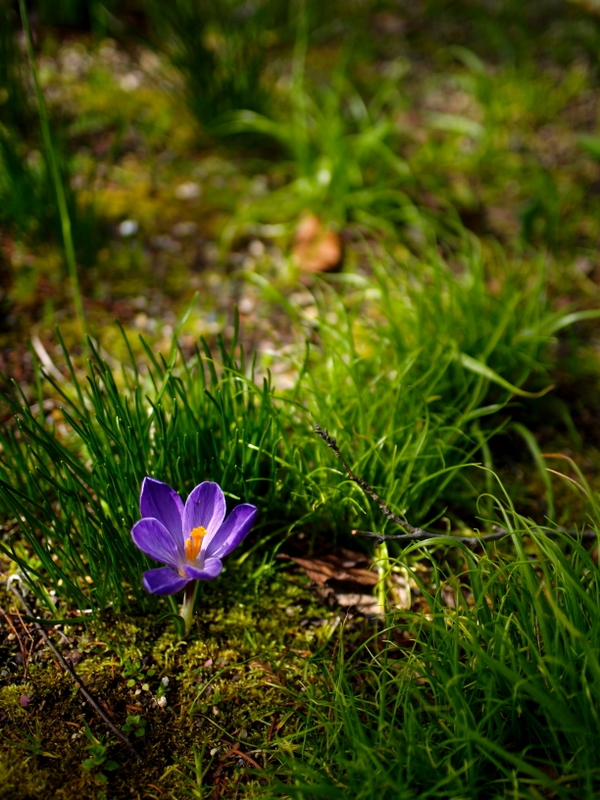 花の文化園・初春（2010/03/14）①_b0138101_23584478.jpg