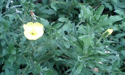 d0054704_0152899.jpg