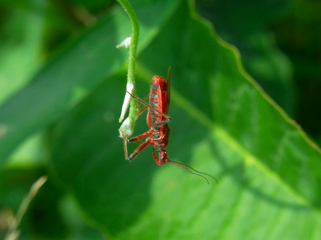 赤い色の羽根のある虫 昆虫ブログ むし探検広場