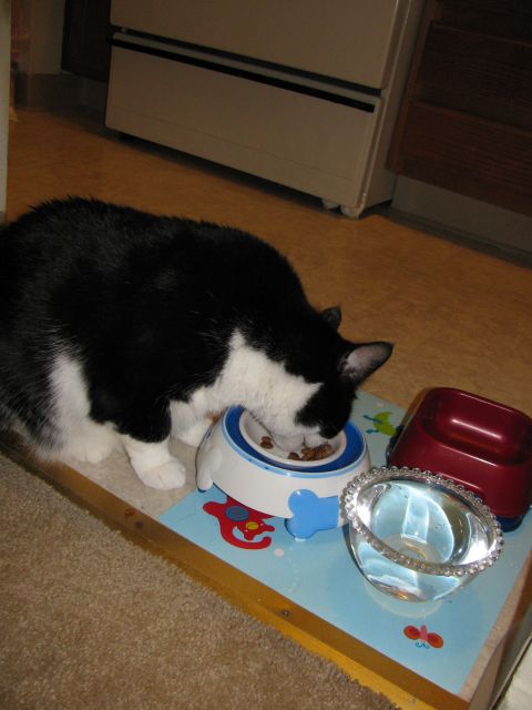 ちーこ ダイエット日記 (2)_e0101819_3134733.jpg