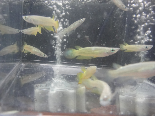 熱帯魚・金魚・水草_f0189122_1351048.jpg