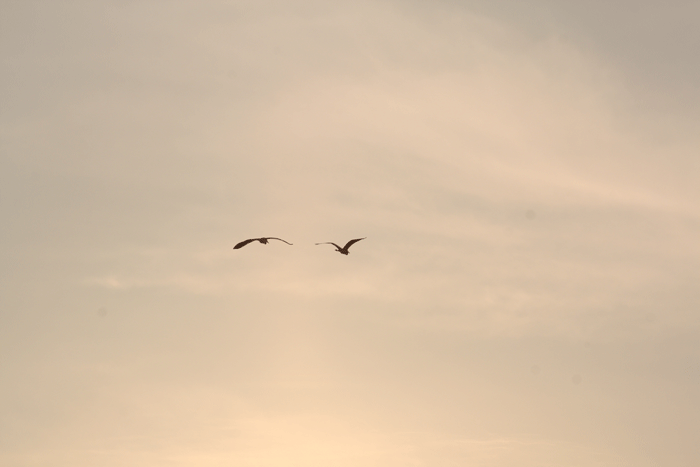 c0132325_1144947.gif