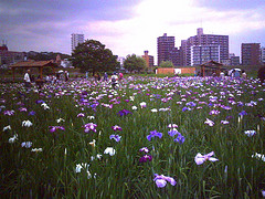 花菖蒲_a0057830_953774.jpg