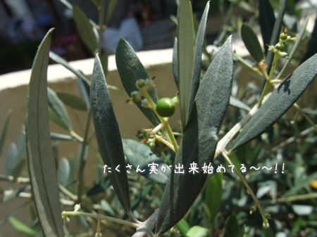 お庭が満開です♪_f0023333_736358.jpg