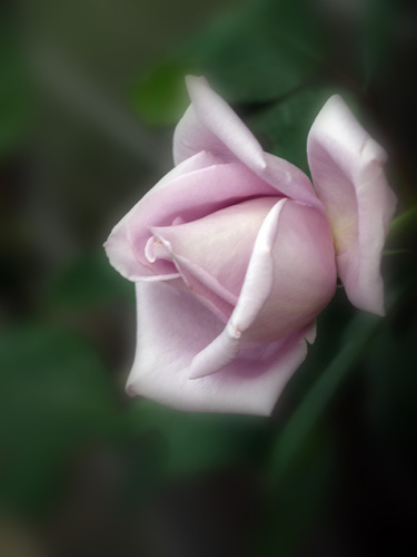 ブルームーン...庭の薔薇_f0103534_22261524.jpg