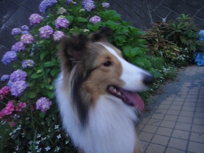 大きなサボテン開花♪_e0195743_1437449.jpg