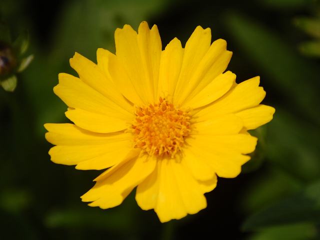 金鶏菊 キンケイギク ポピュラーな花