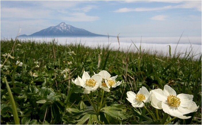礼文島みたいな形の無垢材 日本最大級の通販サイト www.bass-boat.jp
