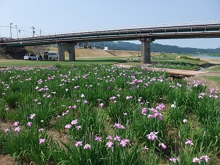 ☆小矢部河川公園の花菖蒲☆_c0208355_14532791.jpg