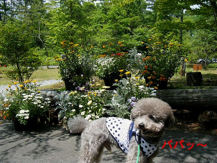 初夏の旅 in 軽井沢 （『Tea Salon 芽衣』編）_e0129656_21193091.jpg