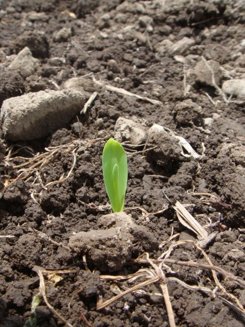 トウモロコシの芽は、コーンな感じ。_c0074157_218221.jpg