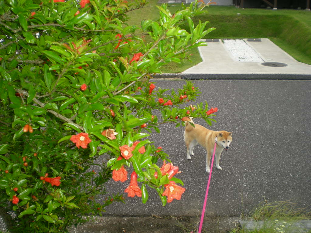 2010年6月17日(木)壁、一枚隔てた所に・・・_f0060461_840233.jpg