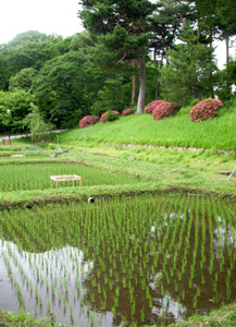 夏近く、草木は育つ_c0135864_10513316.jpg