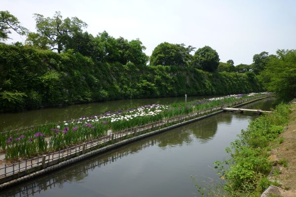 姫路城中濠 好古園西側 の花菖蒲園 姫路市長の日々想