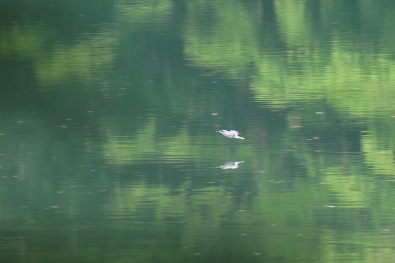 ヤマセミ_f0053272_2212752.jpg