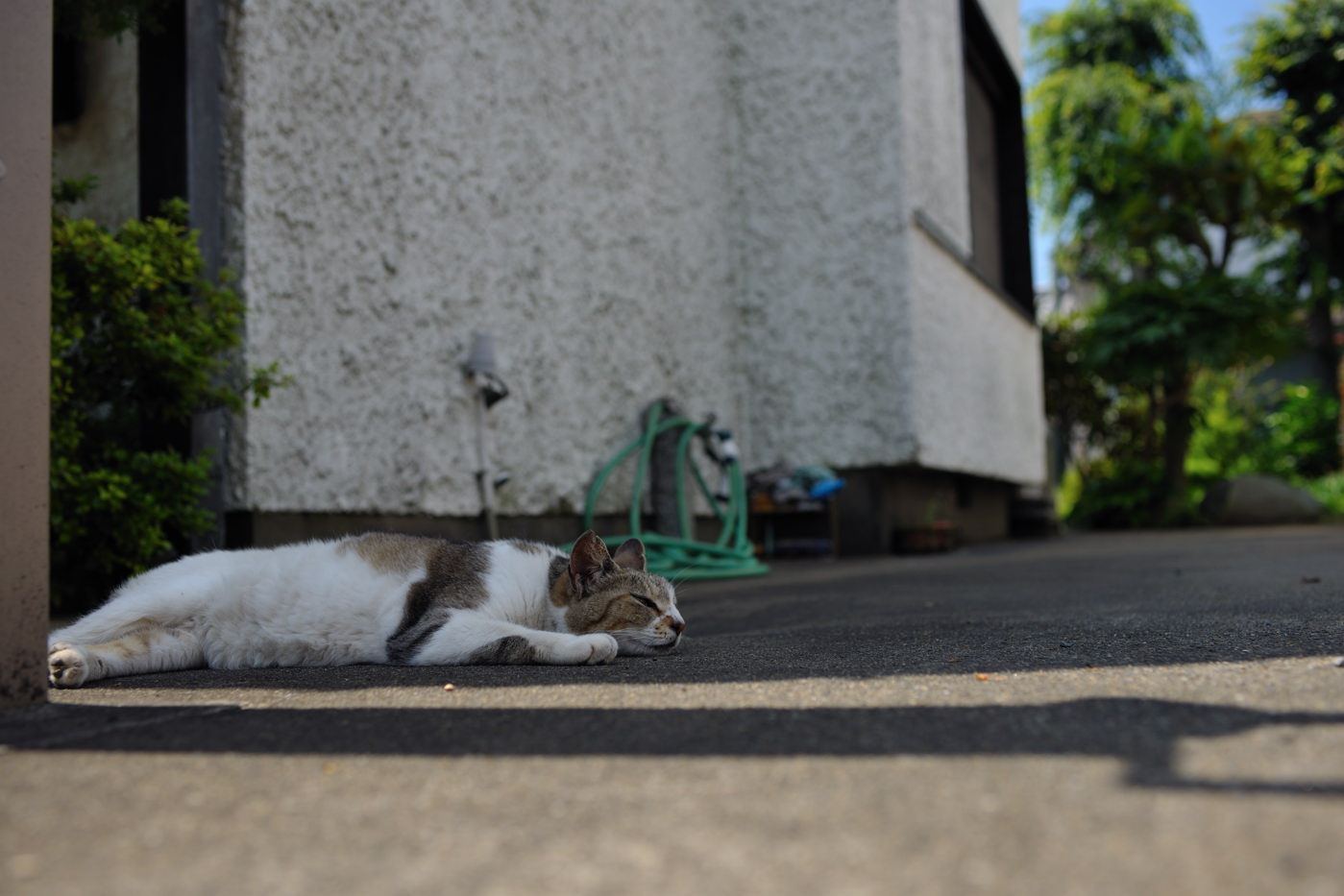 猫の笑う顔　いや笑い声が聞きたい_f0011273_13304395.jpg