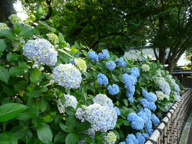 川崎のあじさい寺・妙楽寺_e0145782_1954691.jpg