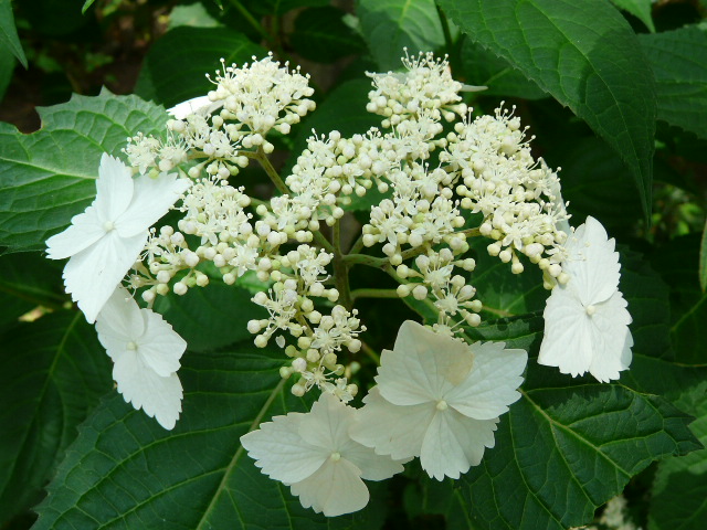 川崎のあじさい寺・妙楽寺_e0145782_1985256.jpg