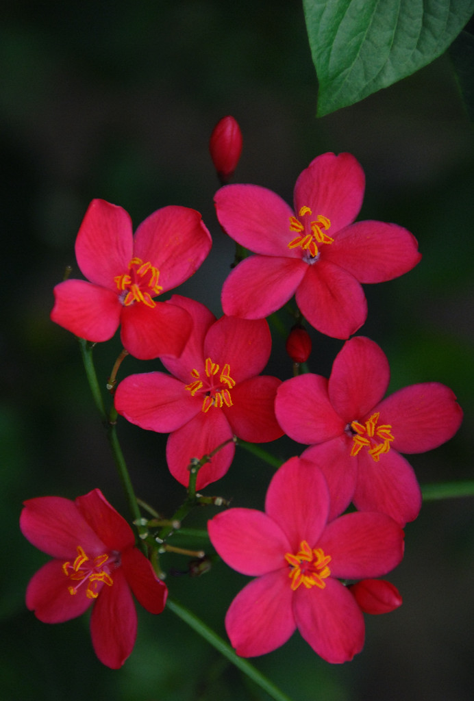 咲くやこの花館の花たち_e0169286_2137740.jpg