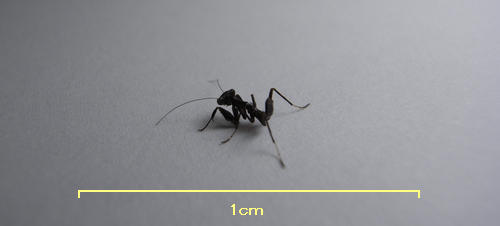 黒いカマキリの赤ちゃん 西蔵坊だより 黒いカマキリの赤ちゃん 西蔵坊だより