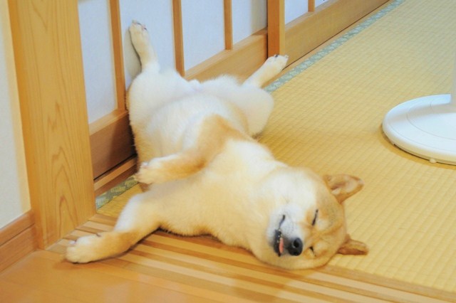 その左足にハラハラ・・・_a0126590_22172519.jpg