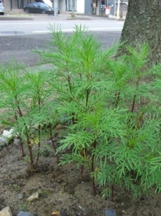 梅の収穫とカッコウ。_a0045293_9455764.jpg
