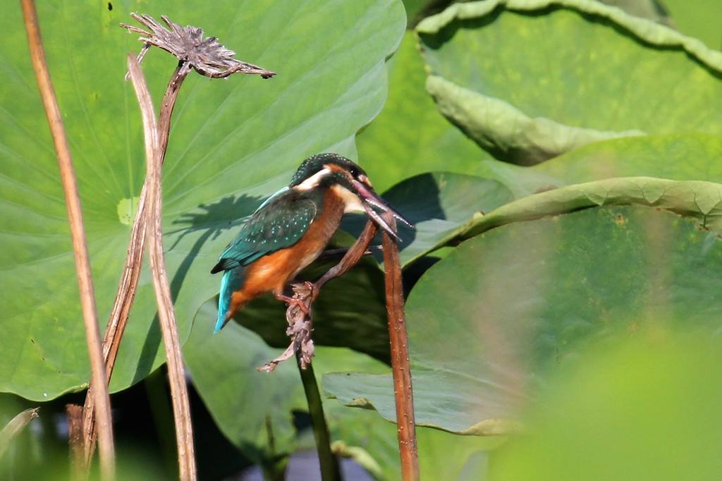 カワセミ幼鳥の変わった留まり方_b0024798_4533930.jpg