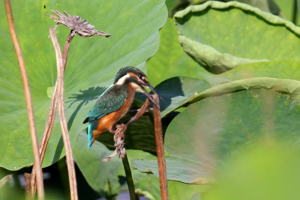 カワセミ幼鳥の変わった留まり方_b0024798_4534960.jpg