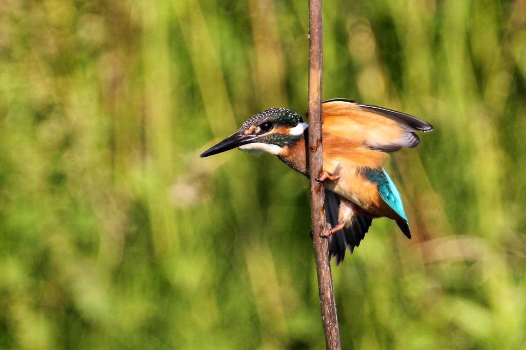 カワセミ幼鳥の変わった留まり方_b0024798_4535945.jpg